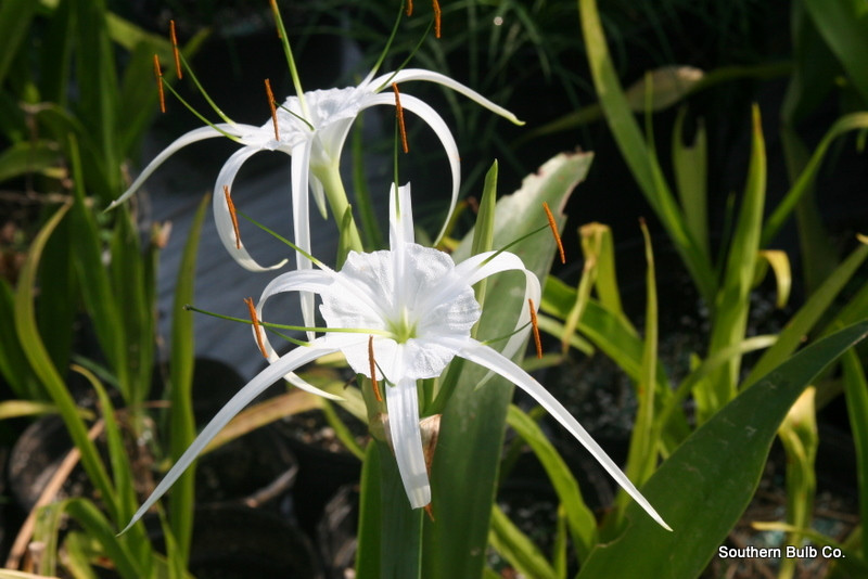 Hymenocallis ‘Tropical Giant’ - White spider lily Southern Perennial Bulb